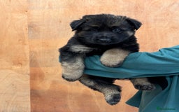 German Shepherd dogs for sale: Beautiful German Shepherd Puppies  - Image 4