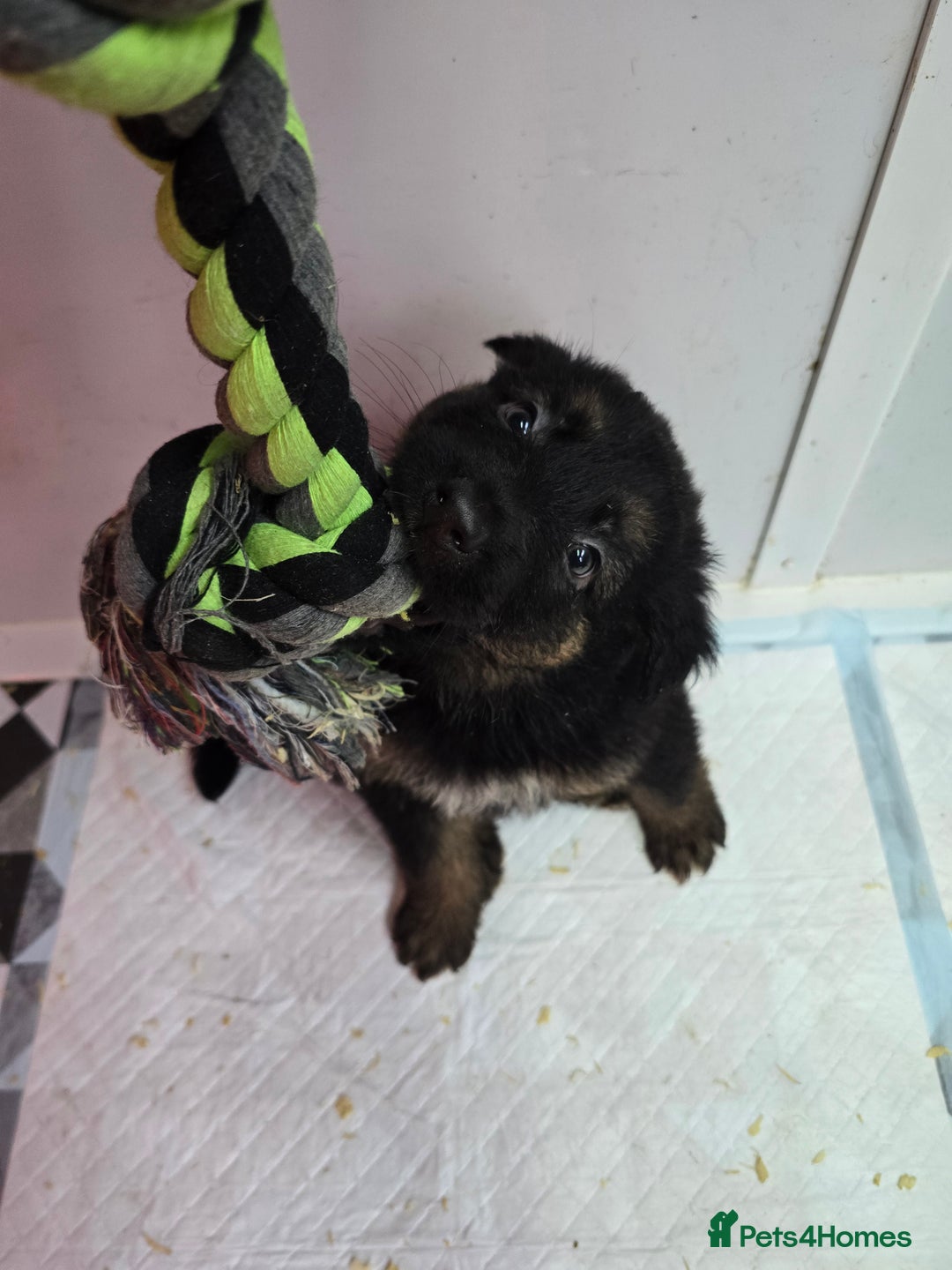 German Shepherd dogs for sale: Chunky German shepherd puppies for sale  - Advert 9
