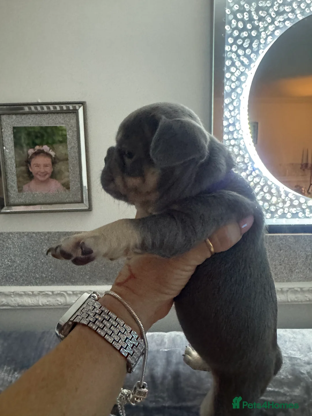 French Bulldog dogs for sale: Out standing french bulldogs merles carry fluffy - Advert 3