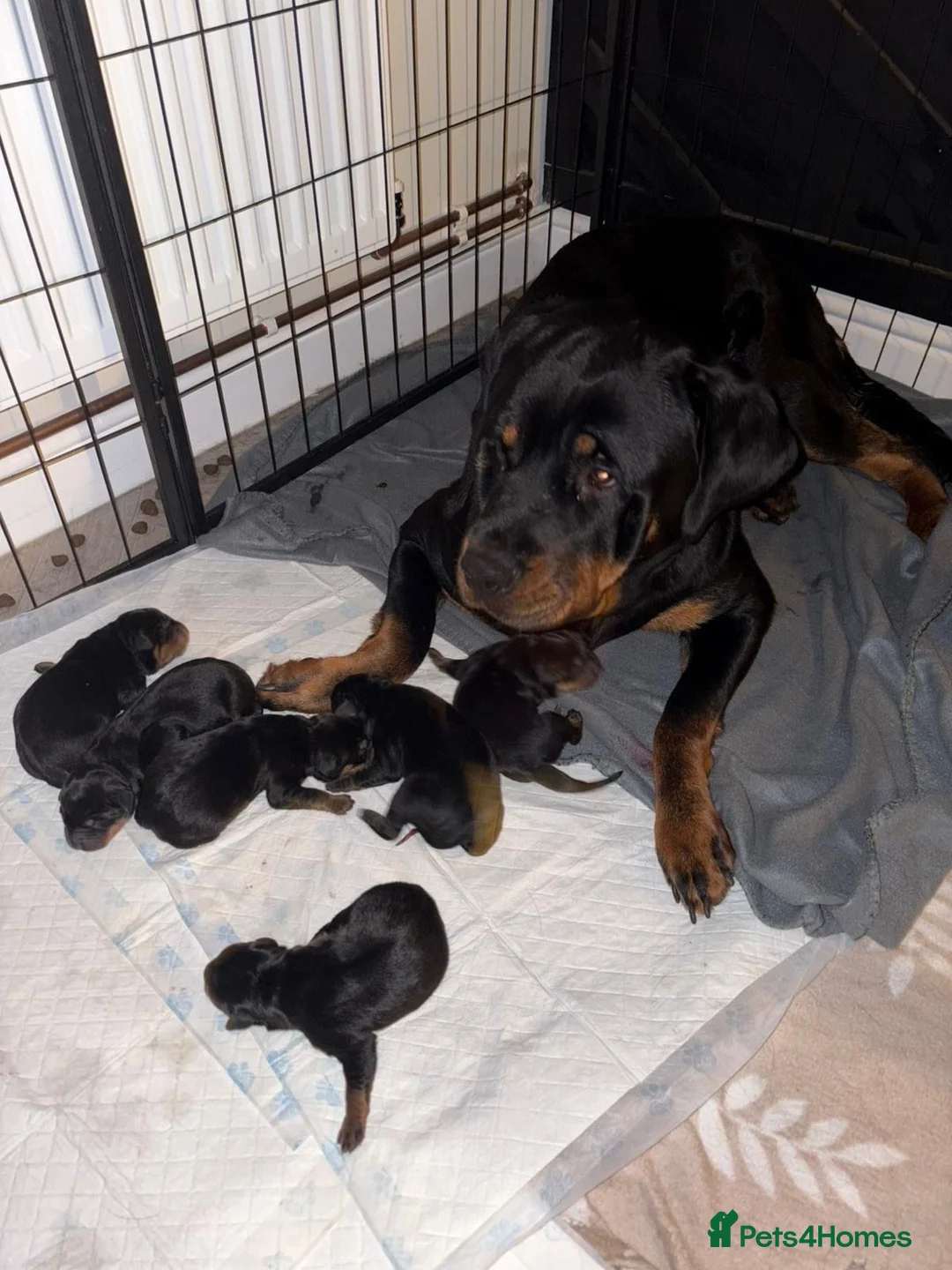 Rottweiler dogs for sale: Rottweiler puppies  - Advert 1