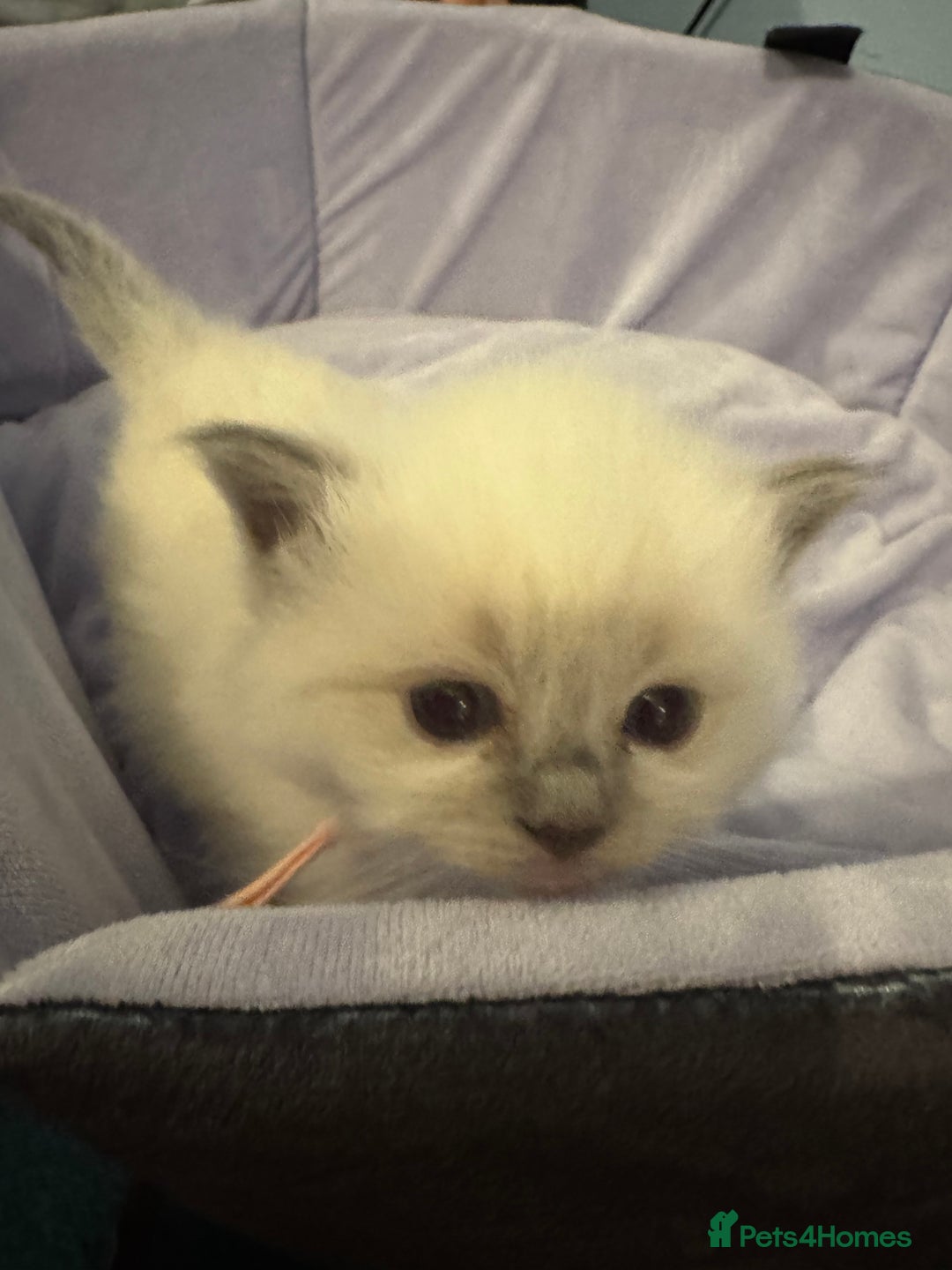 Ragdoll cats for sale: Three beautiful blue ragdoll kittens  - Image 25