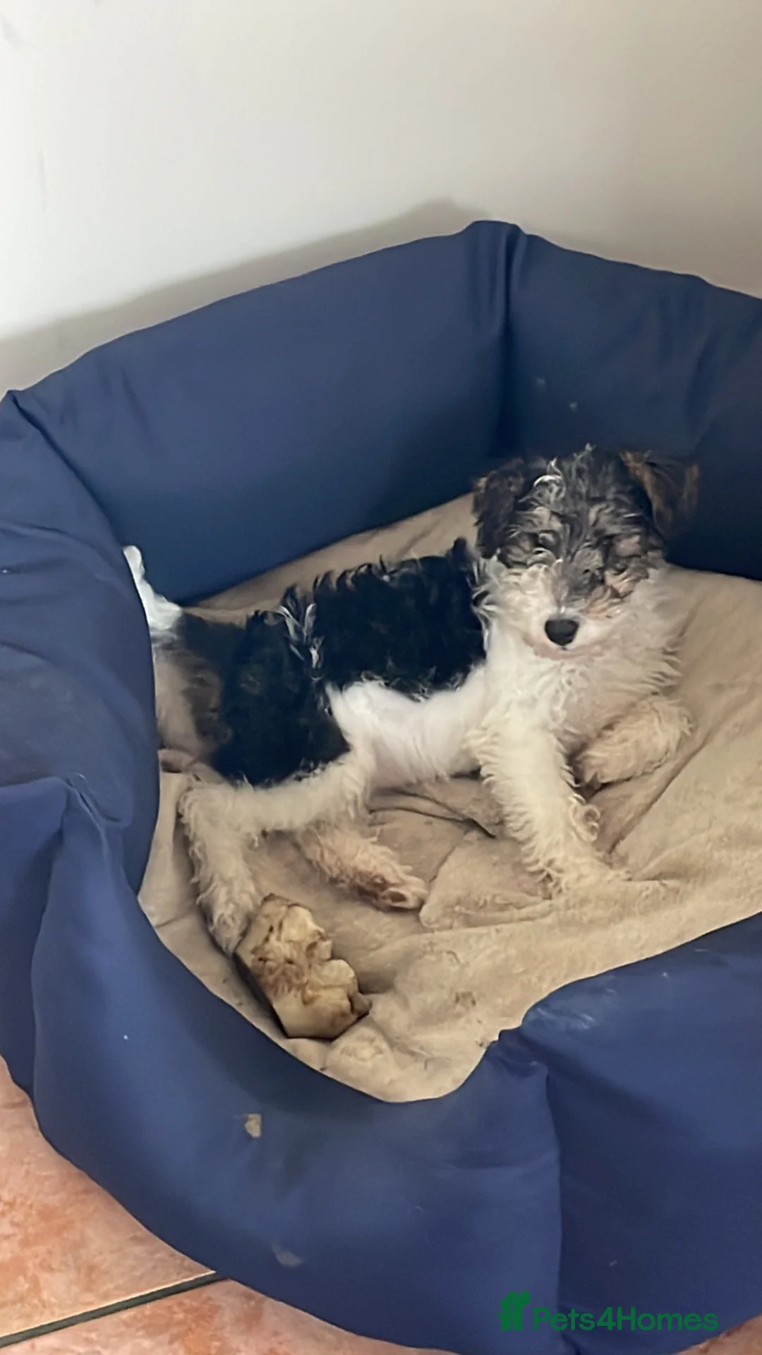 Fox Terrier dogs for sale: Fox Terrier Dog Pups in Castle Douglas - Advert 2