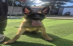 Belgian Shepherd Dog dogs for adoption: Teddy is looking for his forever home! - Image 2