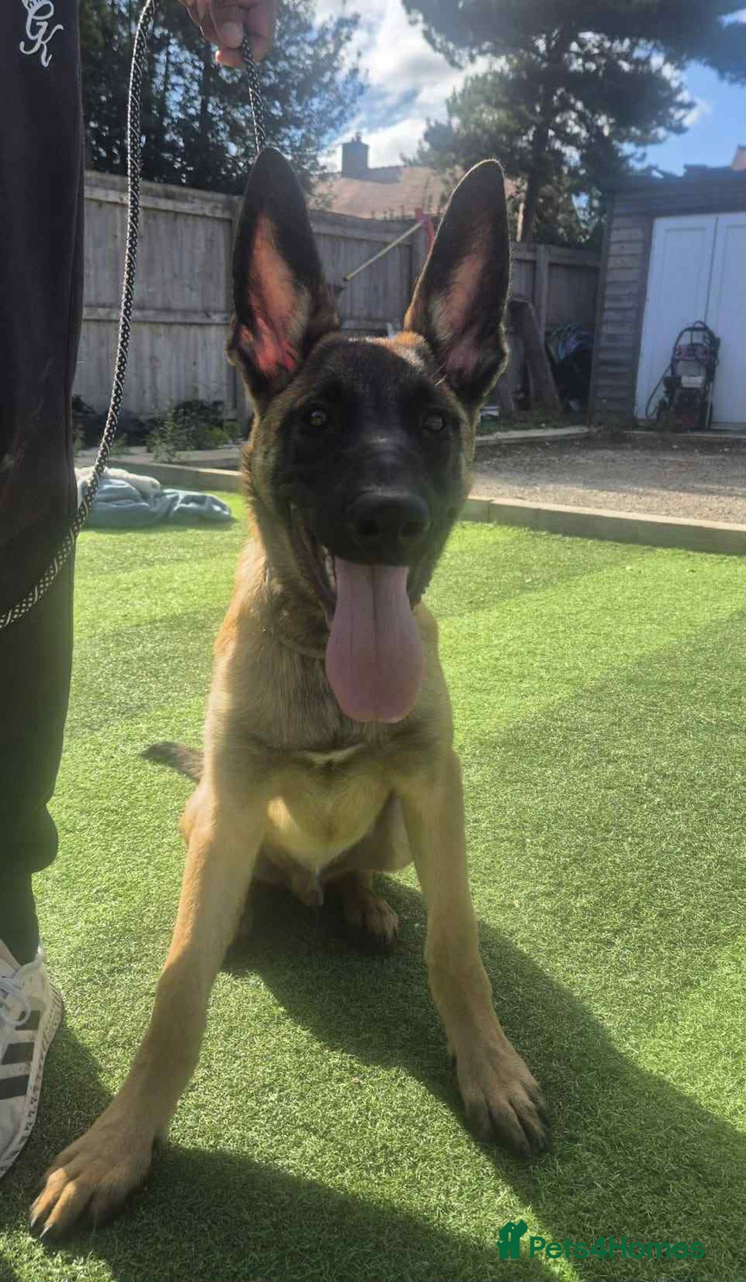 Belgian Shepherd Dog dogs for adoption: Teddy is looking for his forever home! - Image 2