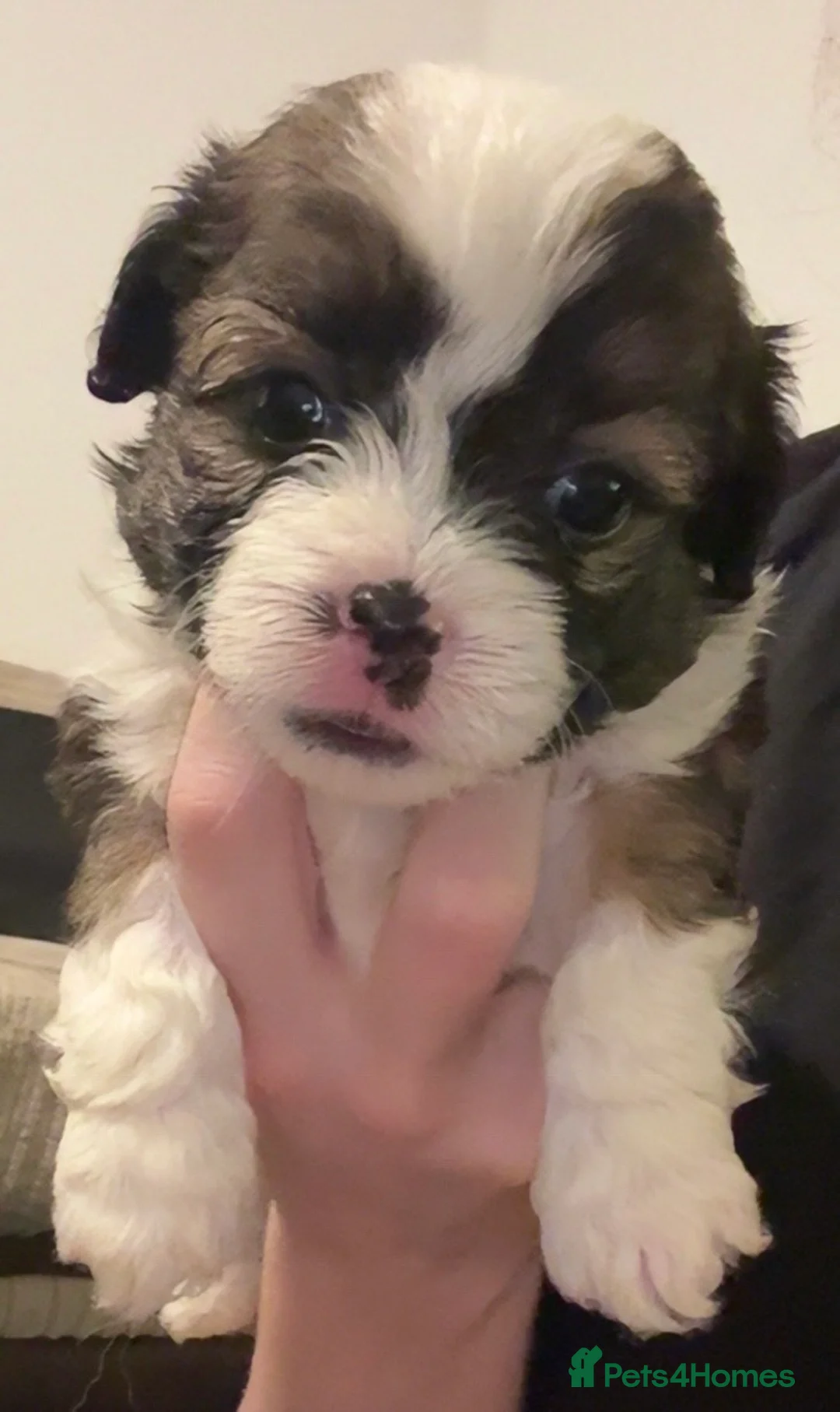 Mixed Breed dogs for sale:  Shih Tzu  - Advert 8