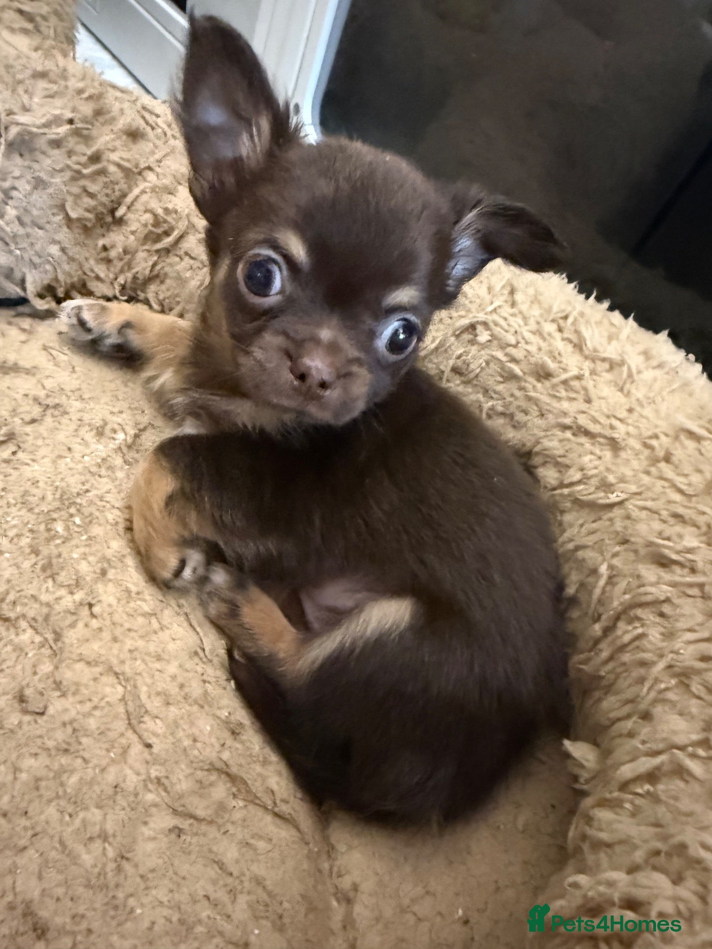 Chihuahua dogs Stunning litter of chihuahua babies!  - Advert 2