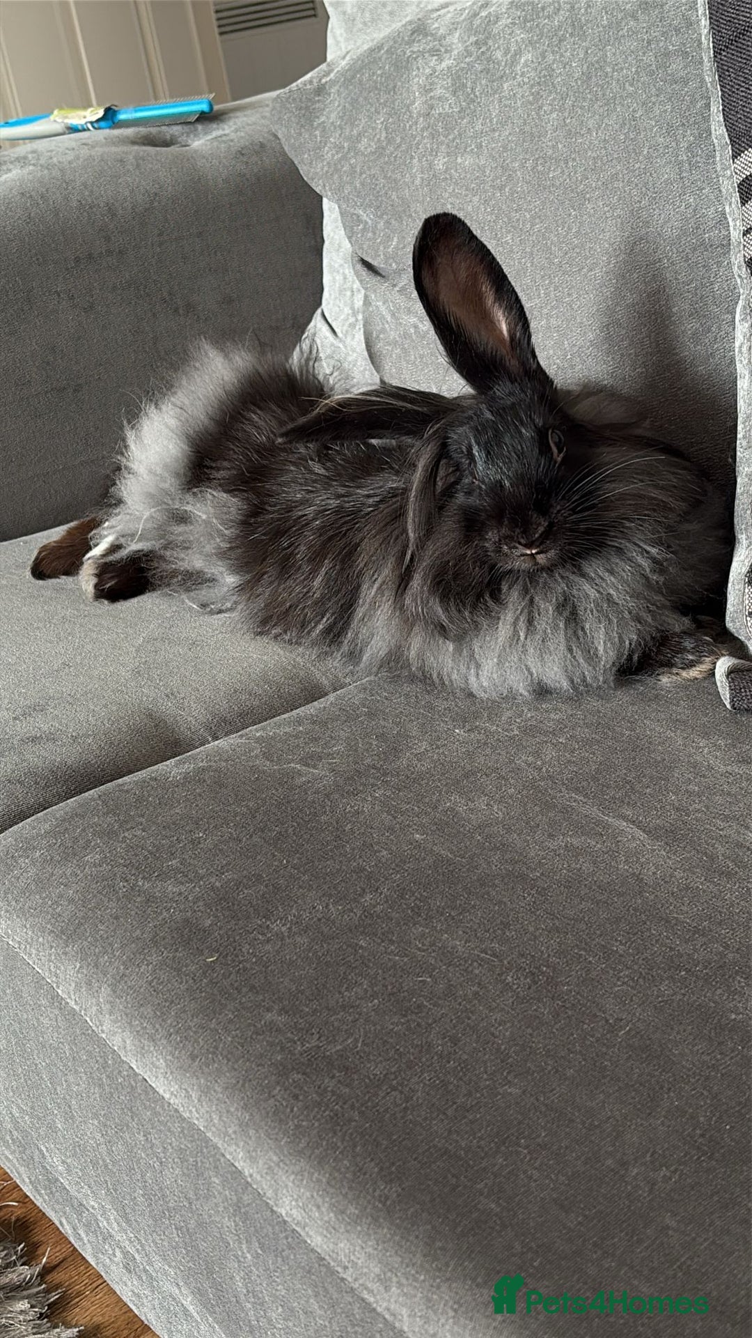 French Lop rabbits for sale: Bonded Rabbits Looking for a Loving Forever Home - Advert 2