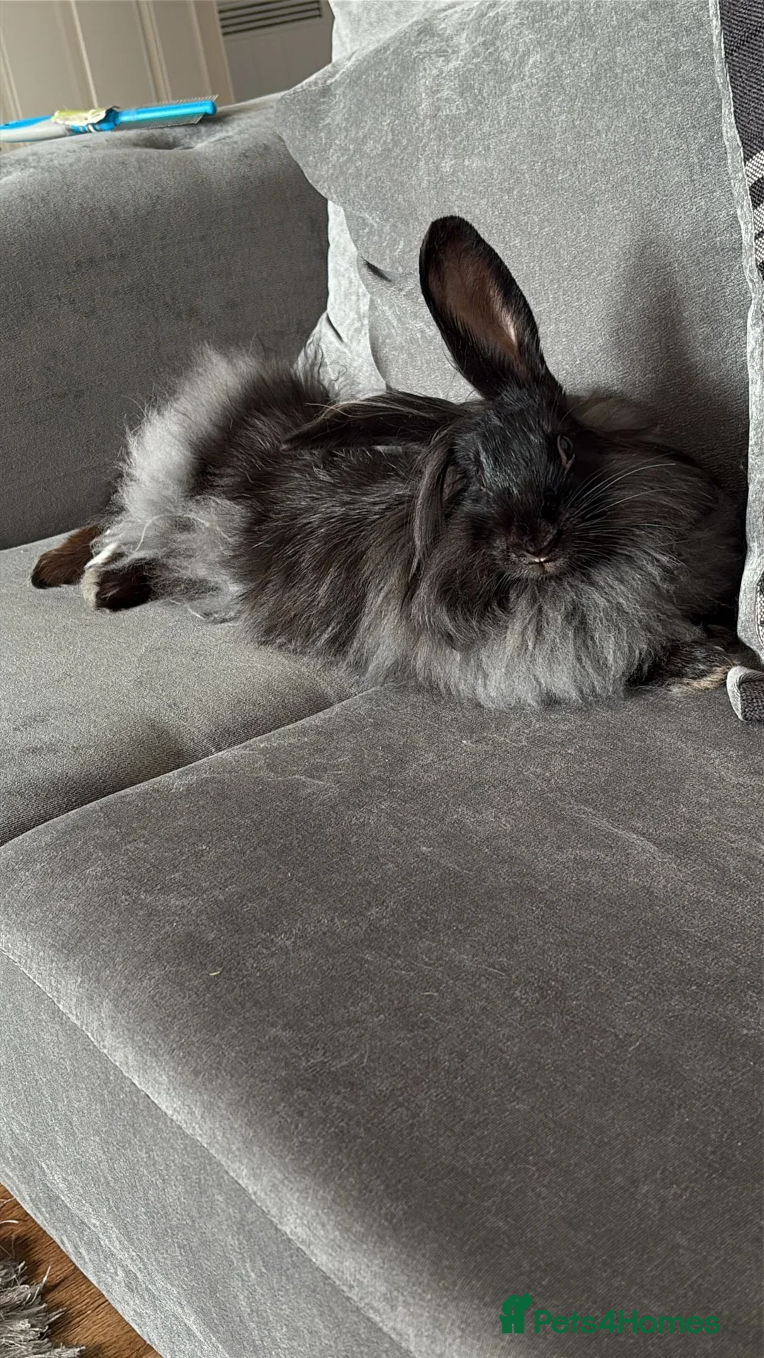 French Lop rabbits for sale: Bonded Rabbits Looking for a Loving Forever Home - Advert 2
