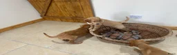 Golden Retriever dogs for sale: Quality KC Registered Golden Retriever Puppies - Advert 30
