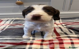 Cocker Spaniel dogs for sale: Cocker Spaniel puppies - Image 7