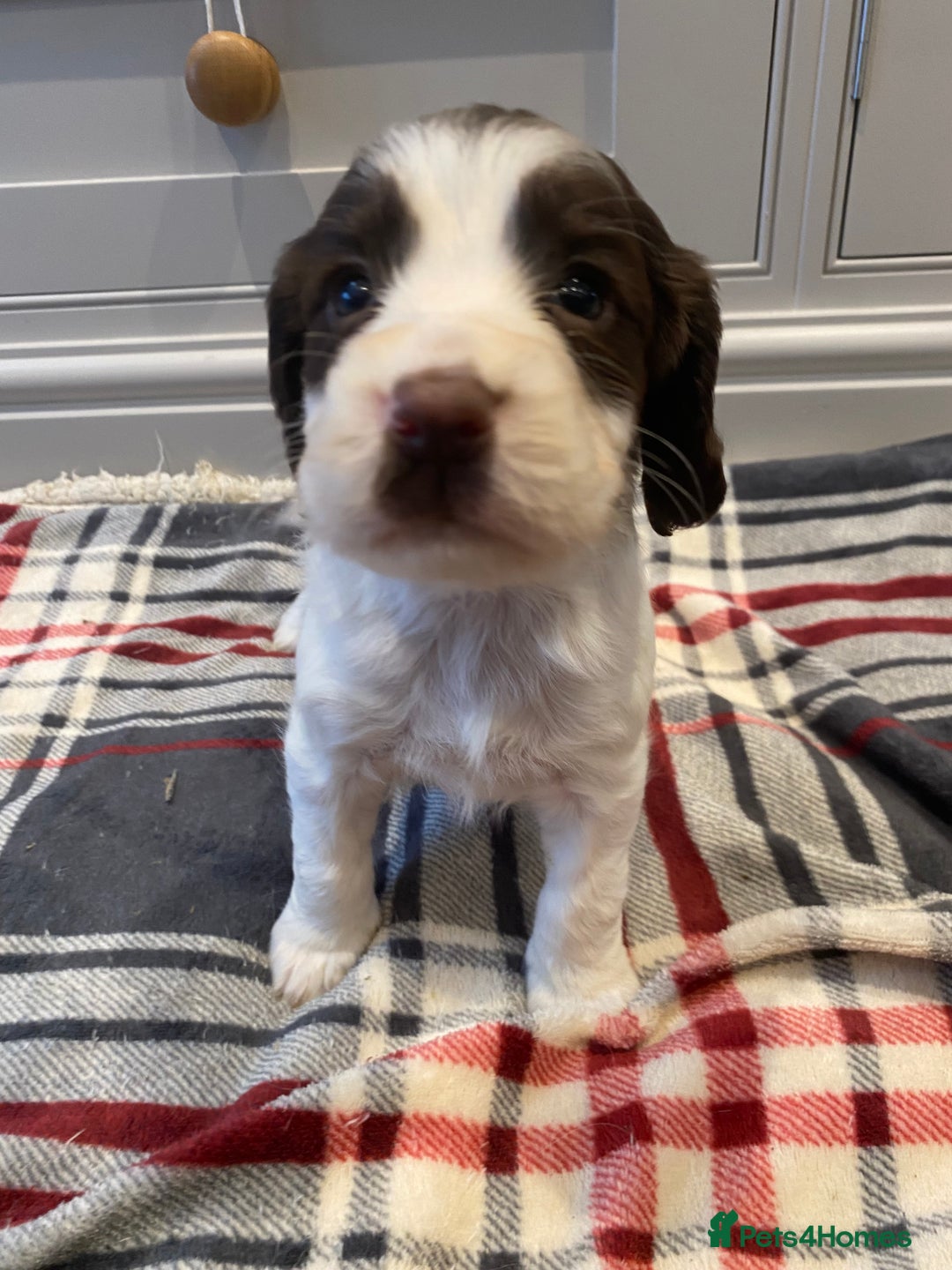 Cocker Spaniel dogs for sale: Cocker Spaniel puppies - Image 7