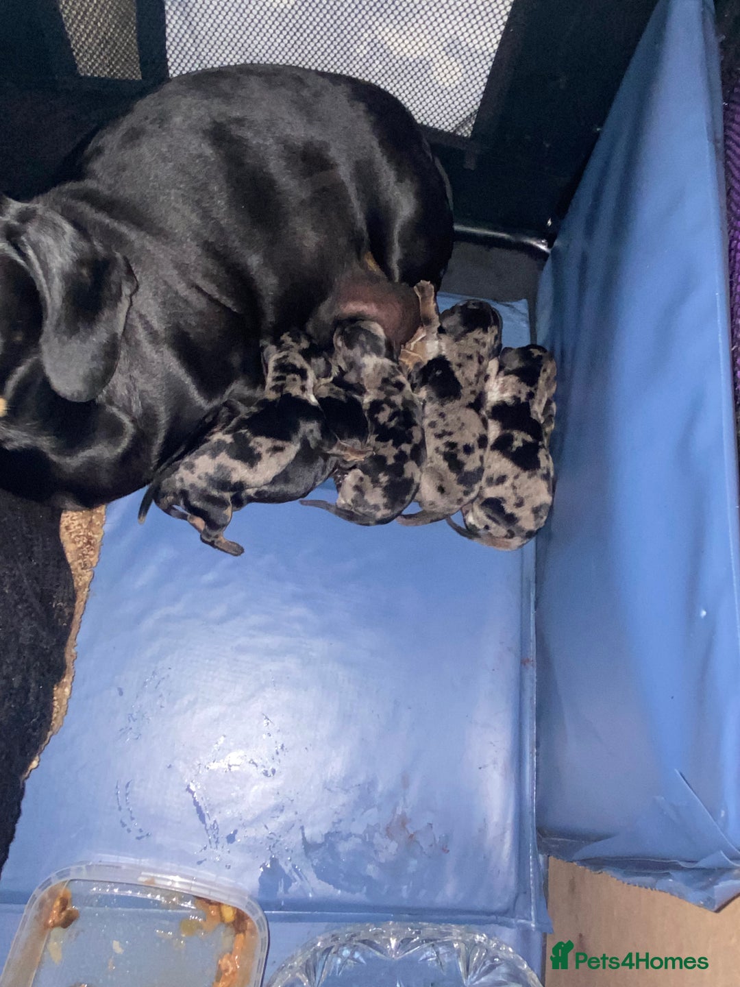 Dachshund dogs for sale: Dapple dachshund puppies for sale  - Image 10