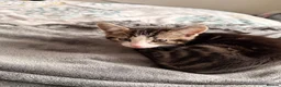 Domestic Shorthair cats for sale: Kittens  - Advert 2