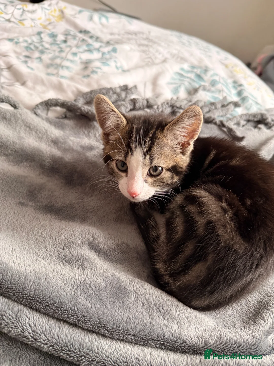 Domestic Shorthair cats for sale: Kittens  - Advert 2