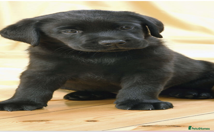 Labrador Retriever dogs - Advert 10