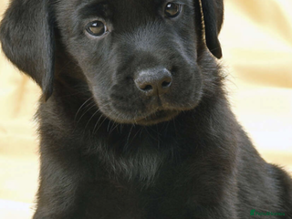 Labrador Retriever dogs - Advert 8