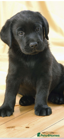 Labrador Retriever dogs - Advert 12