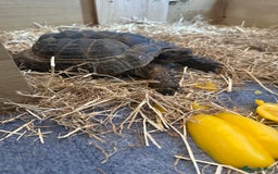 Tortoise reptiles for sale: Tortoise rehome - Image 2