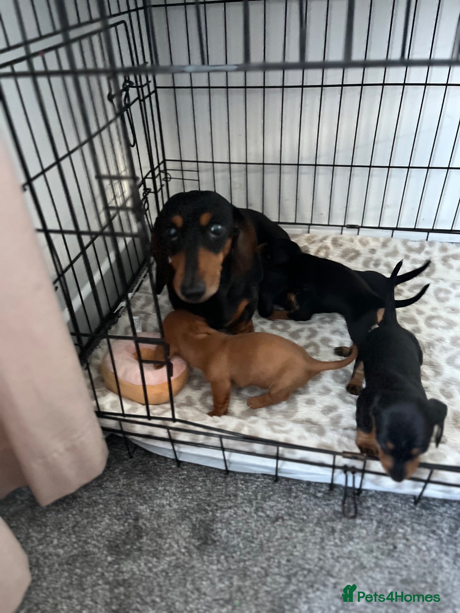 Miniature Dachshund dogs Miniature Dachshund Puppies - Advert 9