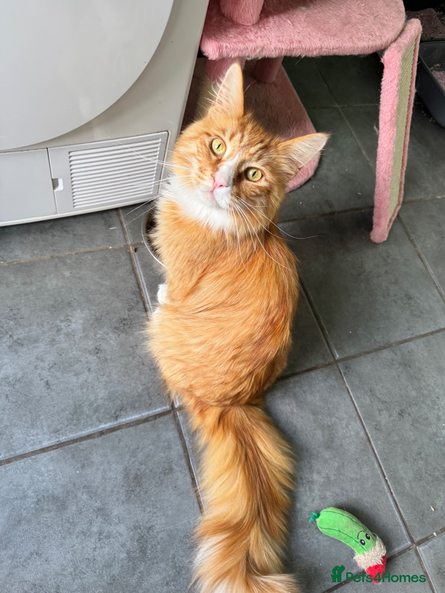 Maine Coon cats Beautiful 5-Year-Old Maine Coon Looking for Home  - Advert 1