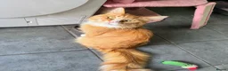 Maine Coon cats for adoption: Beautiful 5-Year-Old Maine Coon Looking for Home  in Nottingham - Advert 1