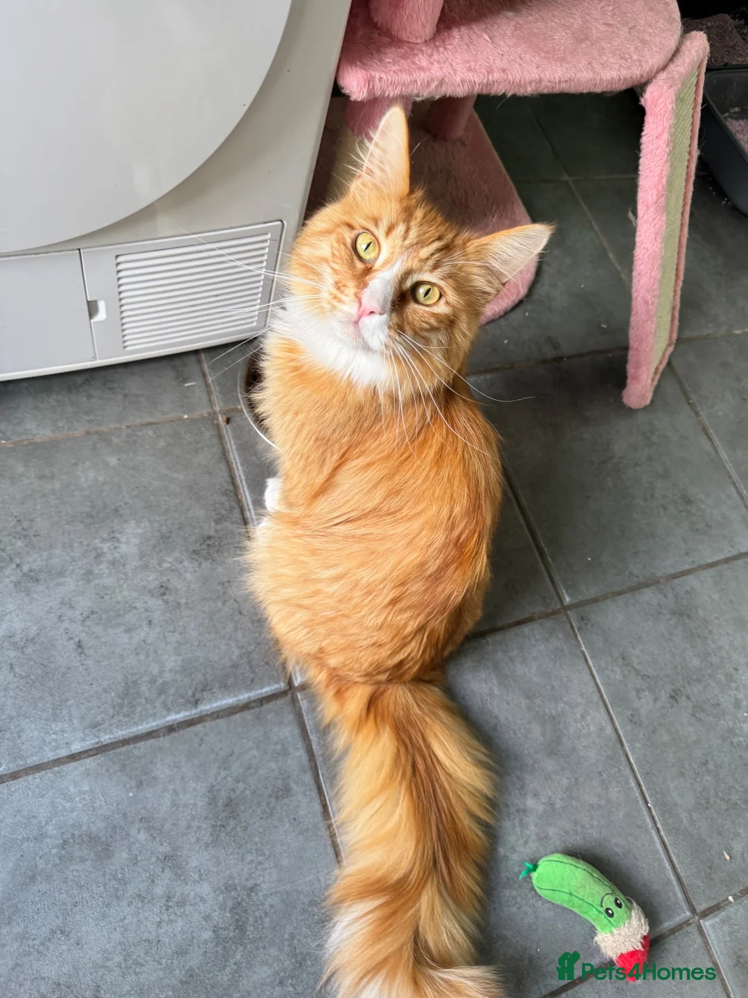 Maine Coon cats for adoption: Beautiful 5-Year-Old Maine Coon Looking for Home  in Nottingham - Advert 1