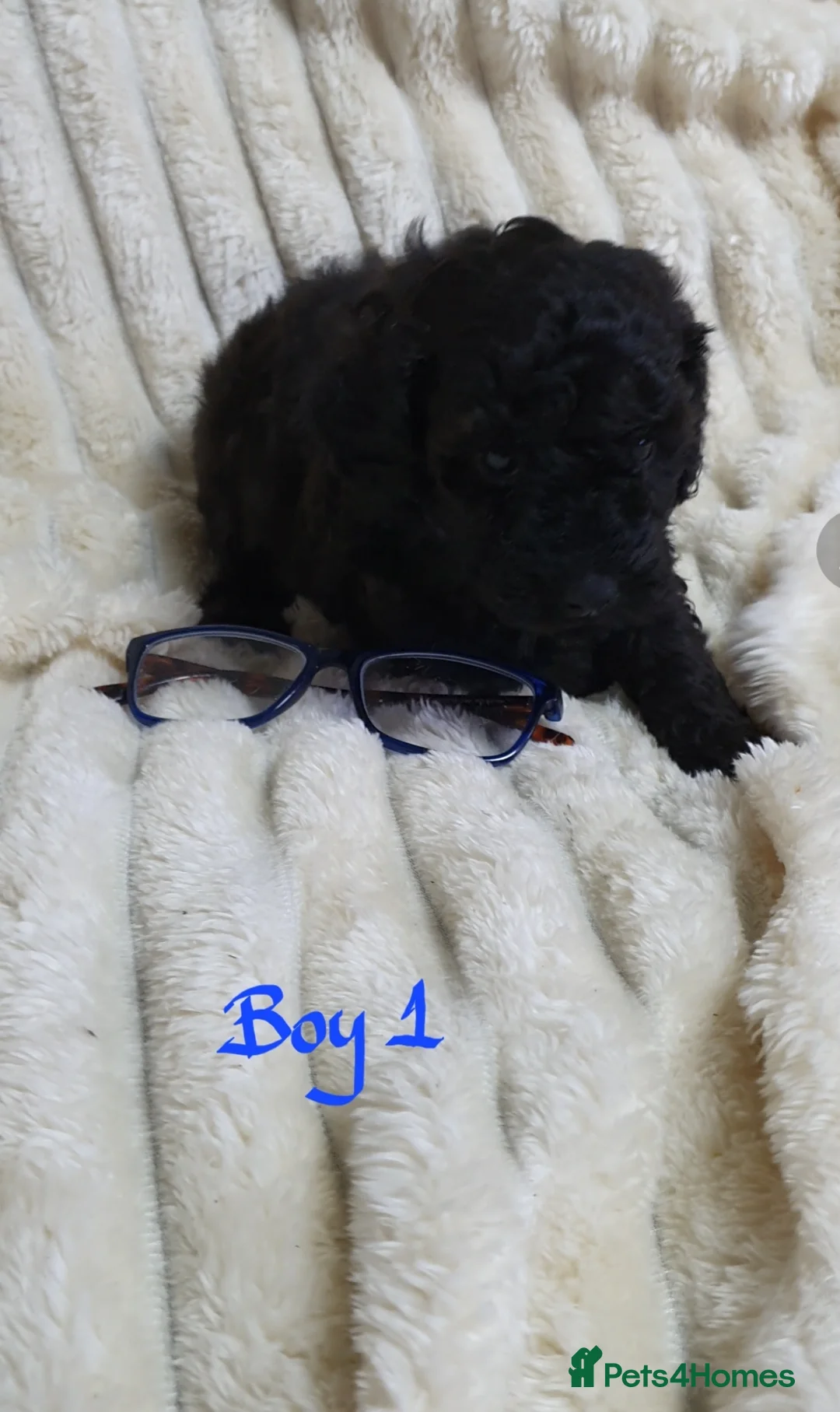 Toy Poodle dogs for sale: Tiny Toy Poodle puppies ready to leave 1st March - Advert 16