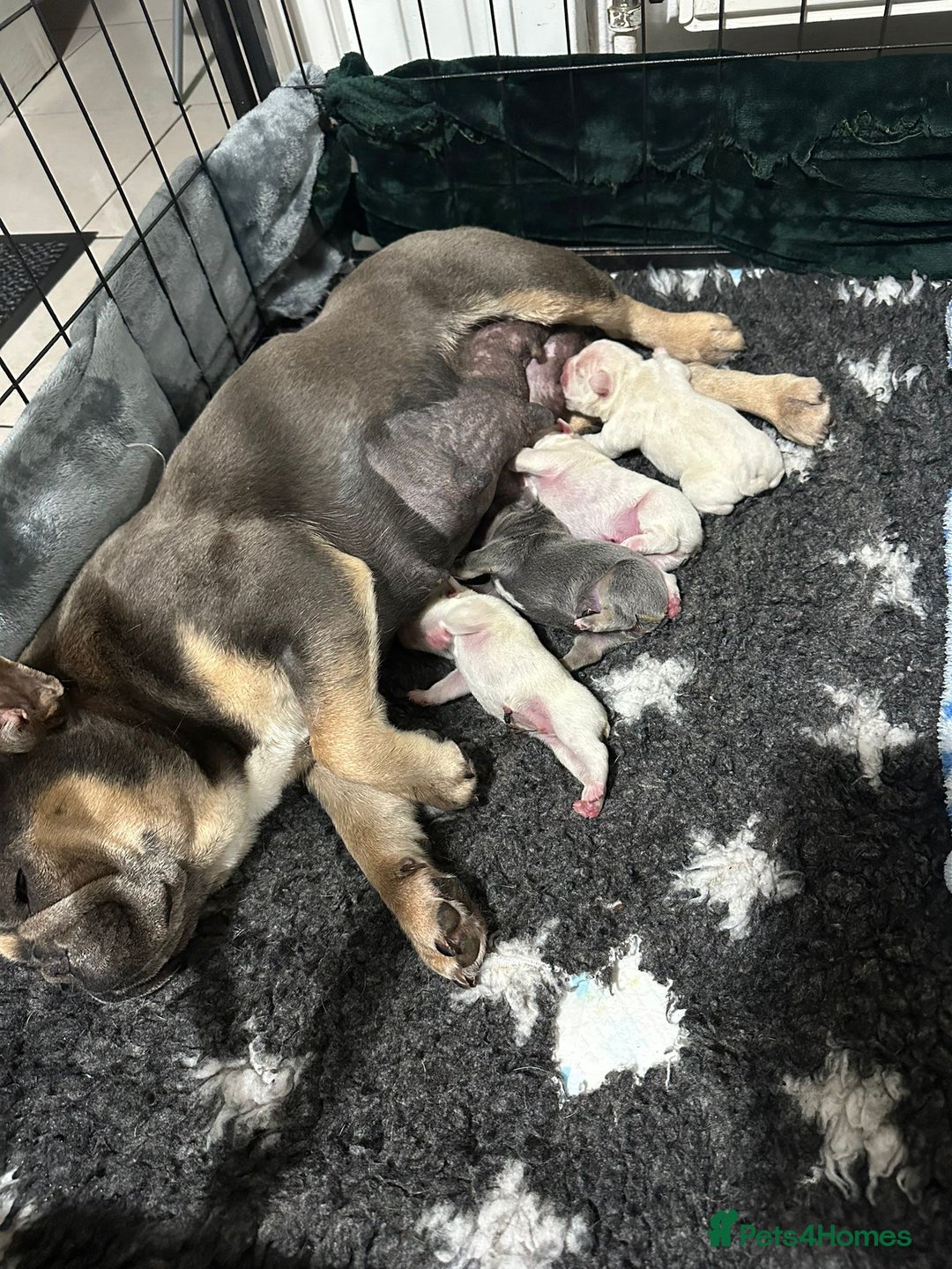 French Bulldog dogs for sale: French bulldogs READY NOW - Image 8