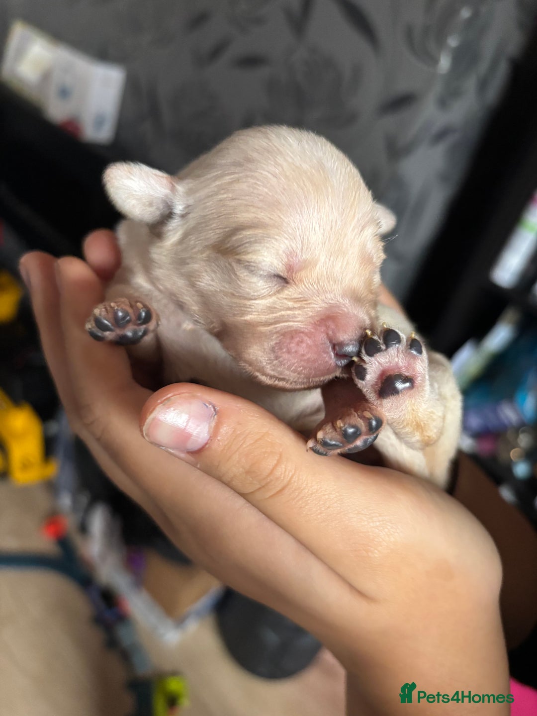 Goldador dogs for sale: Goldador puppies - Image 9