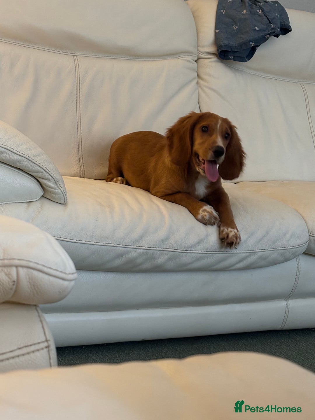Cocker Spaniel dogs for sale: Beautiful 7month old pup looking for home  - Image 2