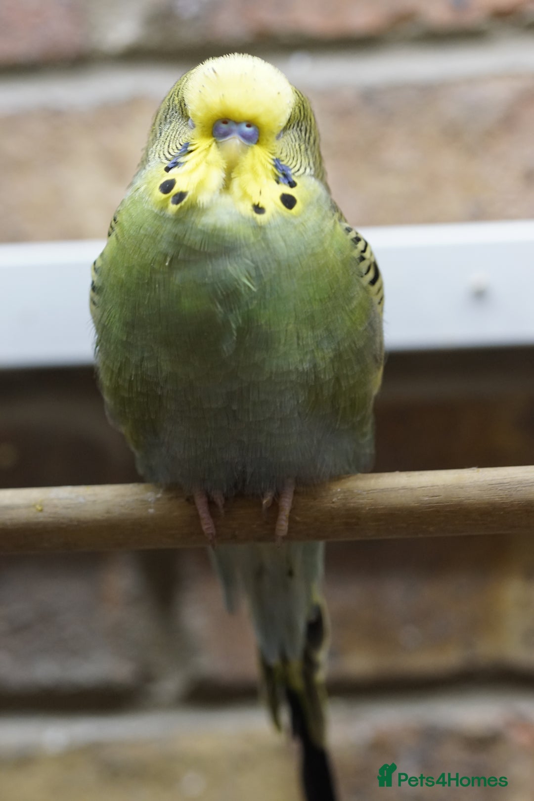 Budgerigars birds for sale: Budgies  - Advert 11