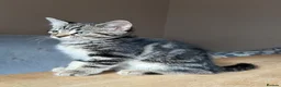 Maine Coon cats for sale: Gorgeous Maine Coon x Domestic long hair - Advert 27