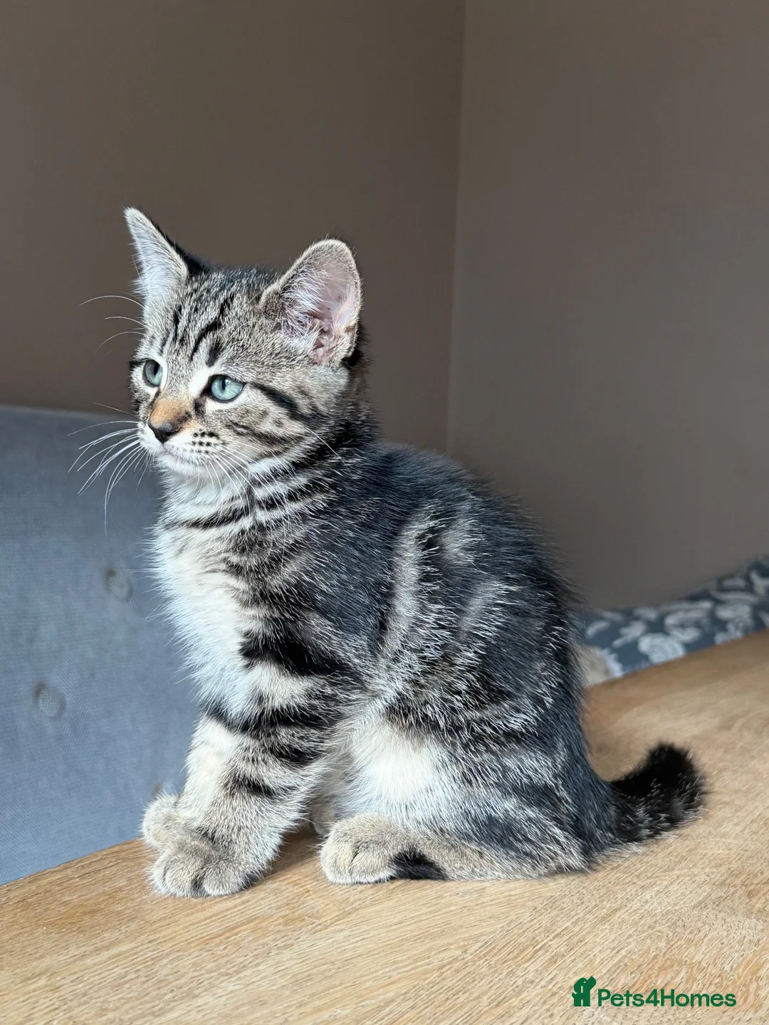Maine Coon cats for sale: Gorgeous Maine Coon x Domestic long hair - Advert 27