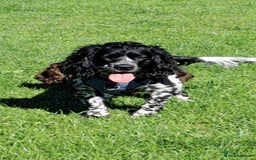 Cocker Spaniel dogs for stud: STUD ONLY. NOT YET PROVEN  - Image 3