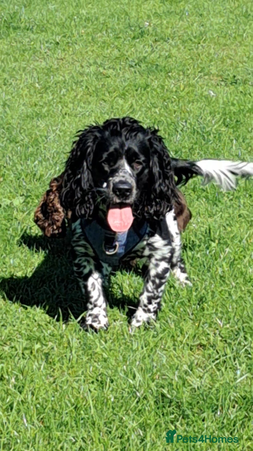 Cocker Spaniel dogs for stud: STUD ONLY. NOT YET PROVEN  - Image 3