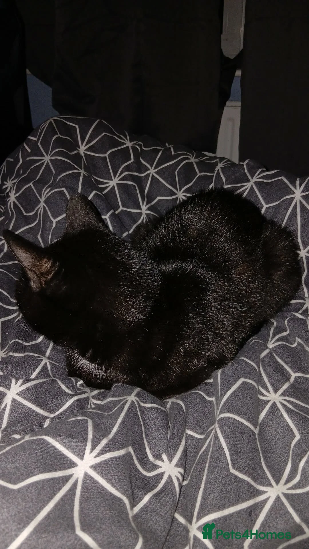 Mixed Breed cats for sale: Gorgeous boy in Sowerby Bridge - Advert 3