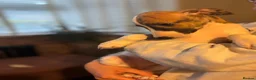 Whippet dogs for sale: KC registered Whippets health tested parents - Advert 9