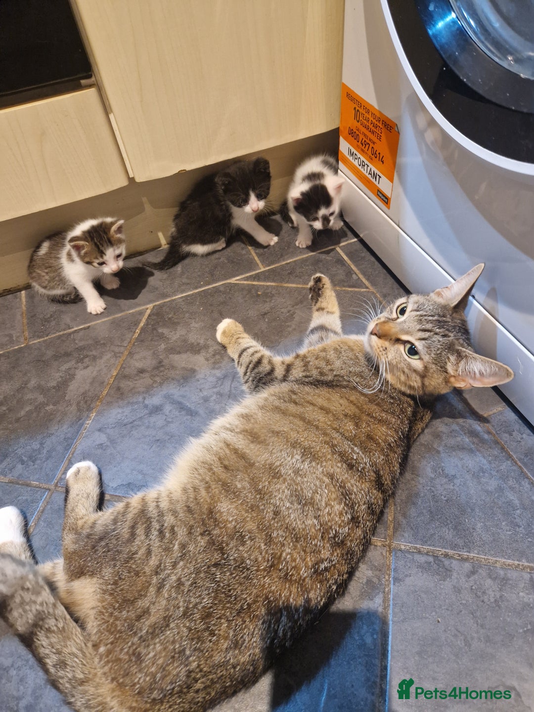 Mixed Breed cats for sale: Female kitten  - Image 6