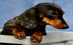 Miniature Dachshund dogs for adoption: Sky: The Blue-Eyed Miracle Who Survived the Cold - Image 3
