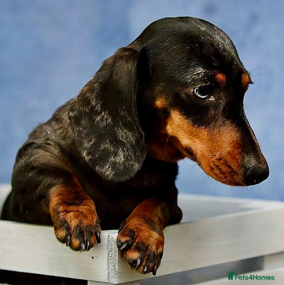 Miniature Dachshund dogs for adoption: Sky: The Blue-Eyed Miracle Who Survived the Cold - Image 3