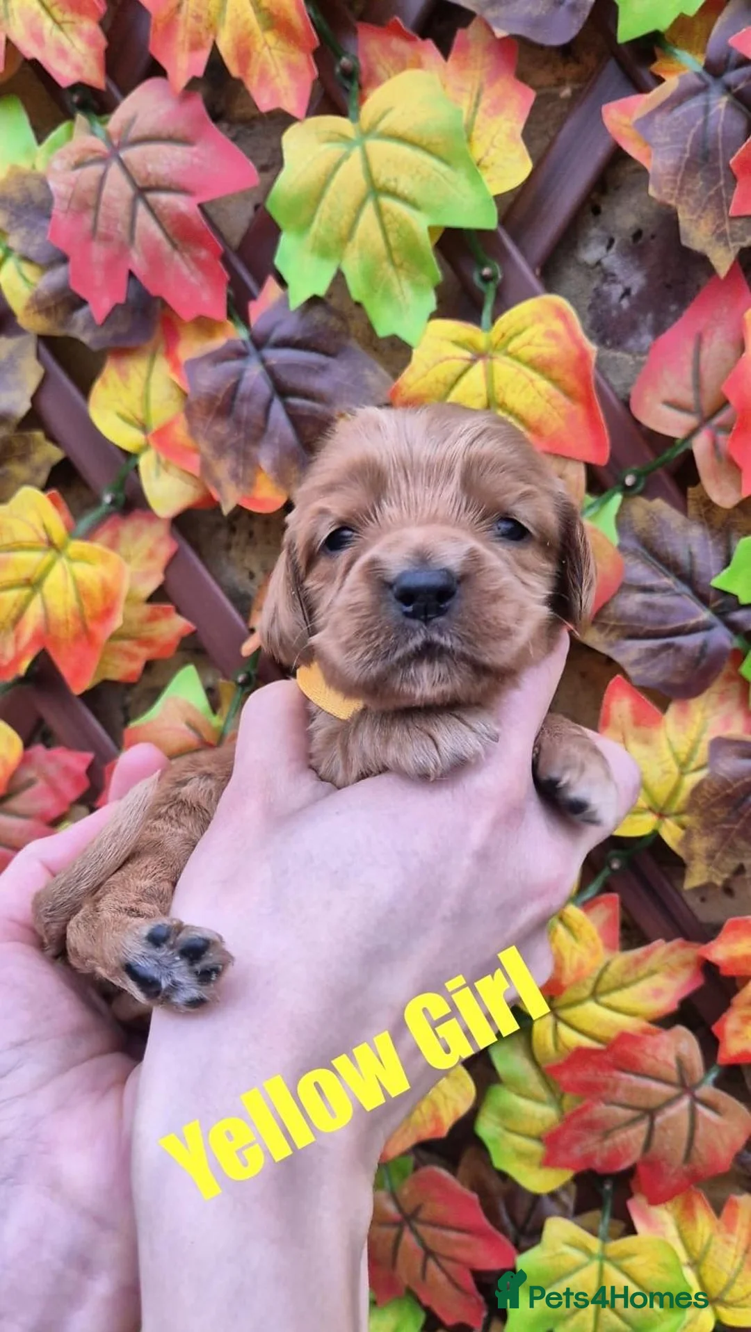 Cocker Spaniel dogs for sale: Superb golden show type cocker spaniel puppies  - Advert 6