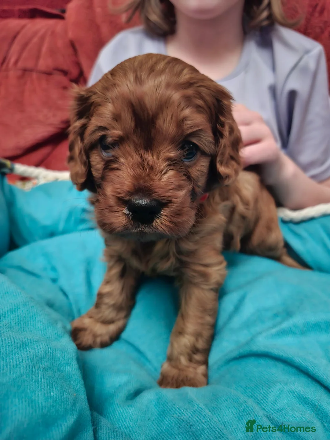 Cavapoo dogs for sale:  Cavapoo  - Advert 24