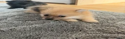 Pomeranian dogs for sale: 🐶 Stunning Pomeranian Puppies 2 Boys an 1 Girl 🐶 in Harlow - Advert 5
