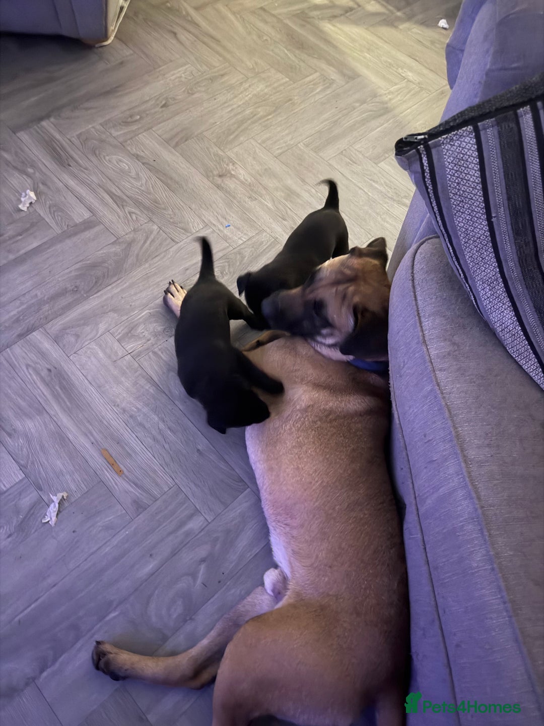 Mixed Breed dogs for sale: Belgian Malinois  - Advert 7