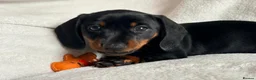 Miniature Dachshund dogs for sale: Miniature dachshund pups - Advert 23