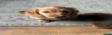 Miniature Dachshund 3