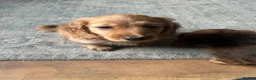 Miniature Dachshund dogs for sale: X3 Long haired beautiful, mini dachshunds 🏡 - Advert 16