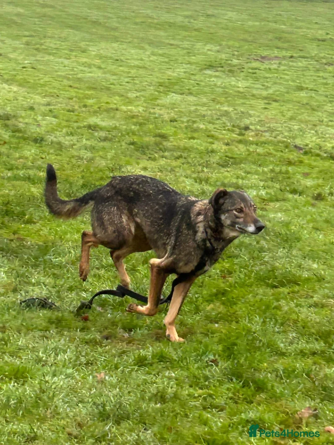 Mixed Breed dogs for adoption: Elsie - Norwich Norfolk  in Norwich - Advert 16