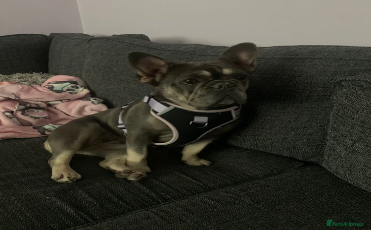 French Bulldog dogs - Advert 7