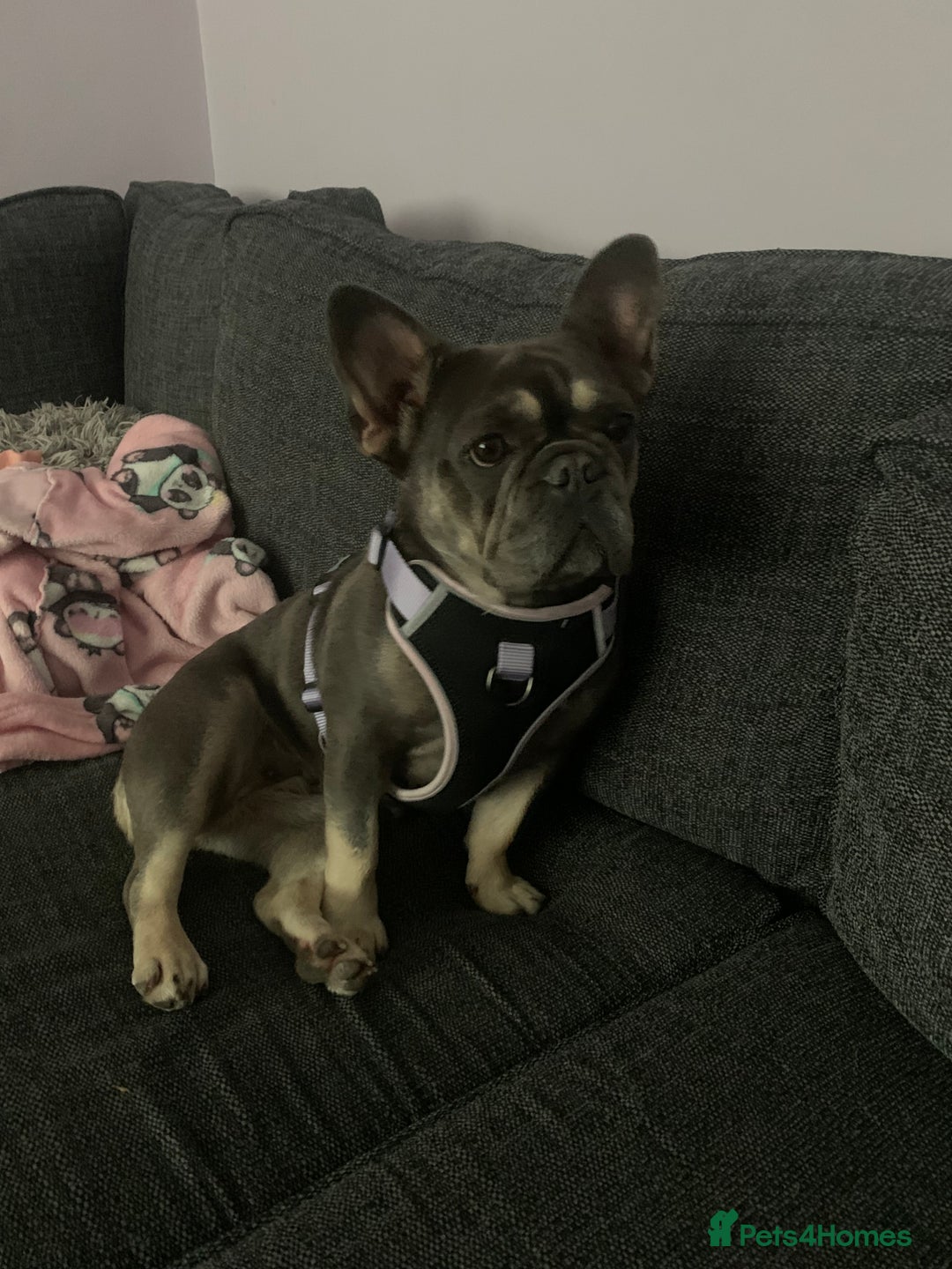 French Bulldog dogs for sale: Nellie - Image 1